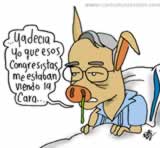 Uribe, con cara de cerdo: 'Ya decía yo que esos congresistas me estaban viendo la cara...'