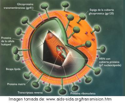 Estructura del VIH